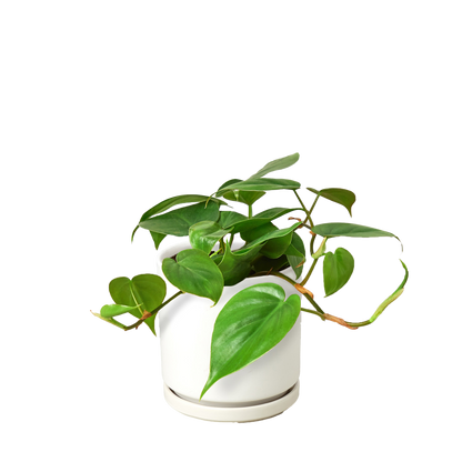 Philodendron Cordatum Heartleaf indoor plant in white ceramic pot Rooted Treasures Farms on Tampa Home & Garden Store