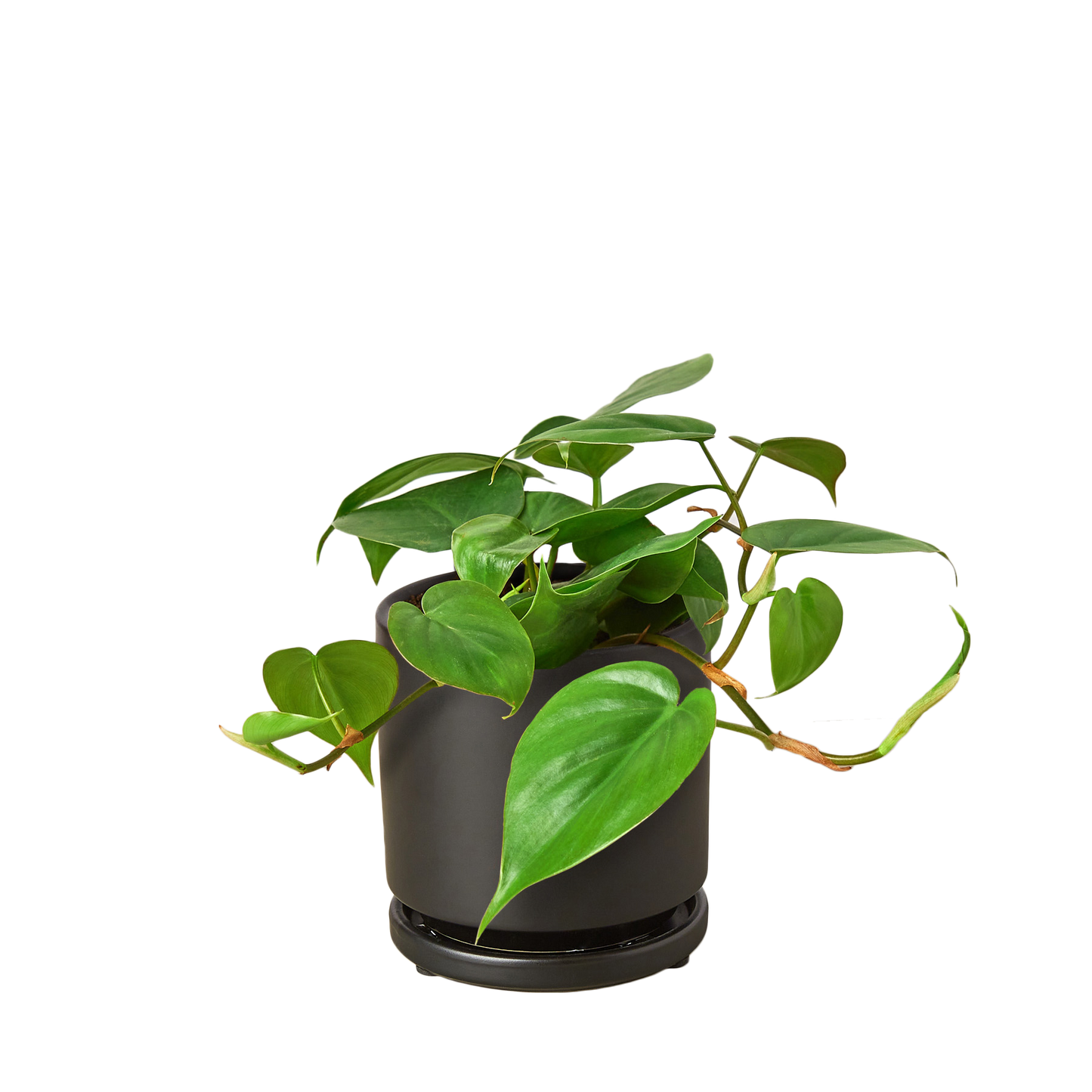 Philodendron Cordatum Heartleaf indoor plant with green heart-shaped leaves in a dark pot on Tampa Home & Garden Store
