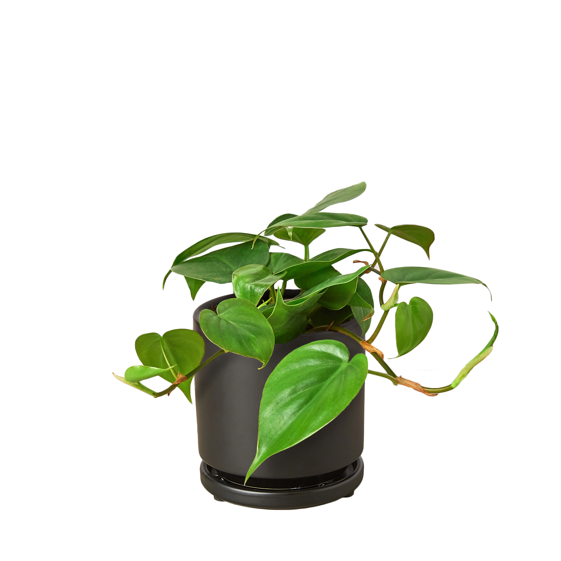 Philodendron Cordatum Heartleaf indoor plant with green heart-shaped leaves in a dark pot on Tampa Home & Garden Store