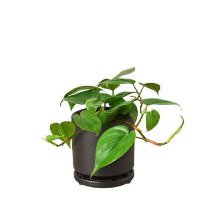 Philodendron Cordatum Heartleaf indoor plant with green heart-shaped leaves in a dark pot on Tampa Home & Garden Store