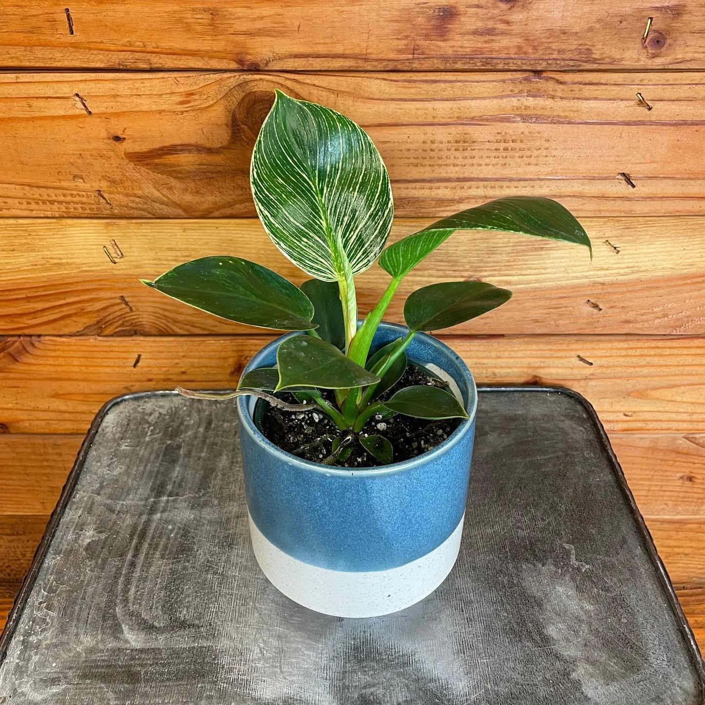 Philodendron Birkin, 4" Plant - Tampa Home & Garden Store