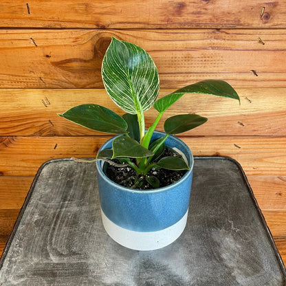 Philodendron Birkin, 4" Plant - Tampa Home & Garden Store