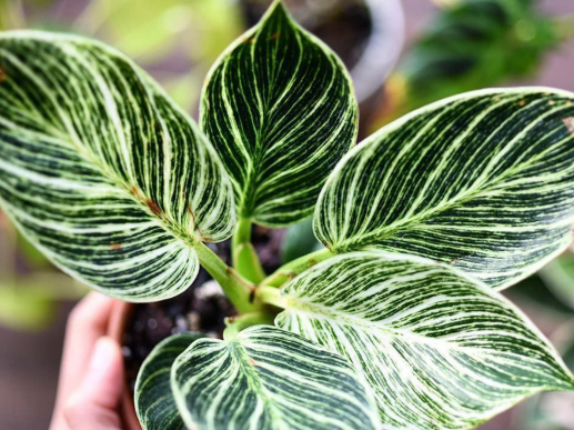 Philodendron Birkin - Tampa Home & Garden Store