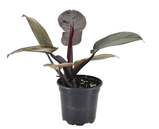 Philodendron Black Cardinal 4 inch Grower Pot - Tampa Home & Garden Store