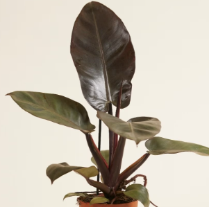 Philodendron Black Cardinal - Tampa Home & Garden Store