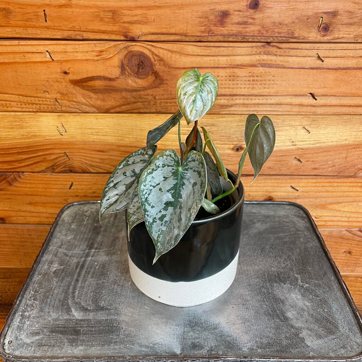 Philodendron Brandtianum, 4" Plant - Tampa Home & Garden Store