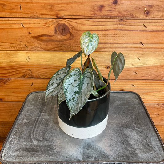 Philodendron Brandtianum, 4" Plant - Tampa Home & Garden Store