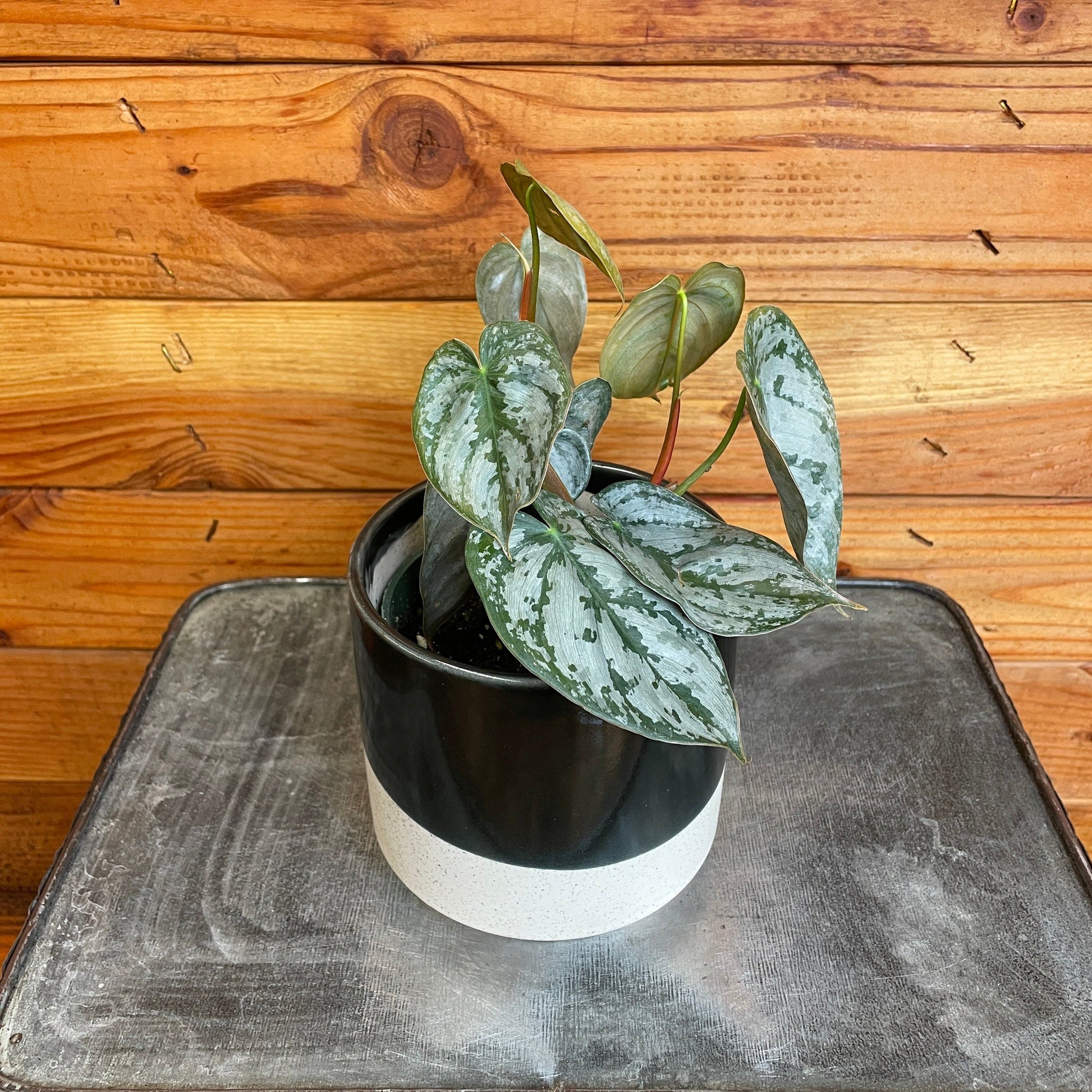 Philodendron Brandtianum, 4" Plant - Tampa Home & Garden Store