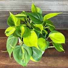 Philodendron 'Brasil' - Tampa Home & Garden Store