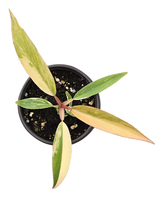 Philodendron Caramel Marble Variegated 3.5 inch Grower Pot - Tampa Home & Garden Store