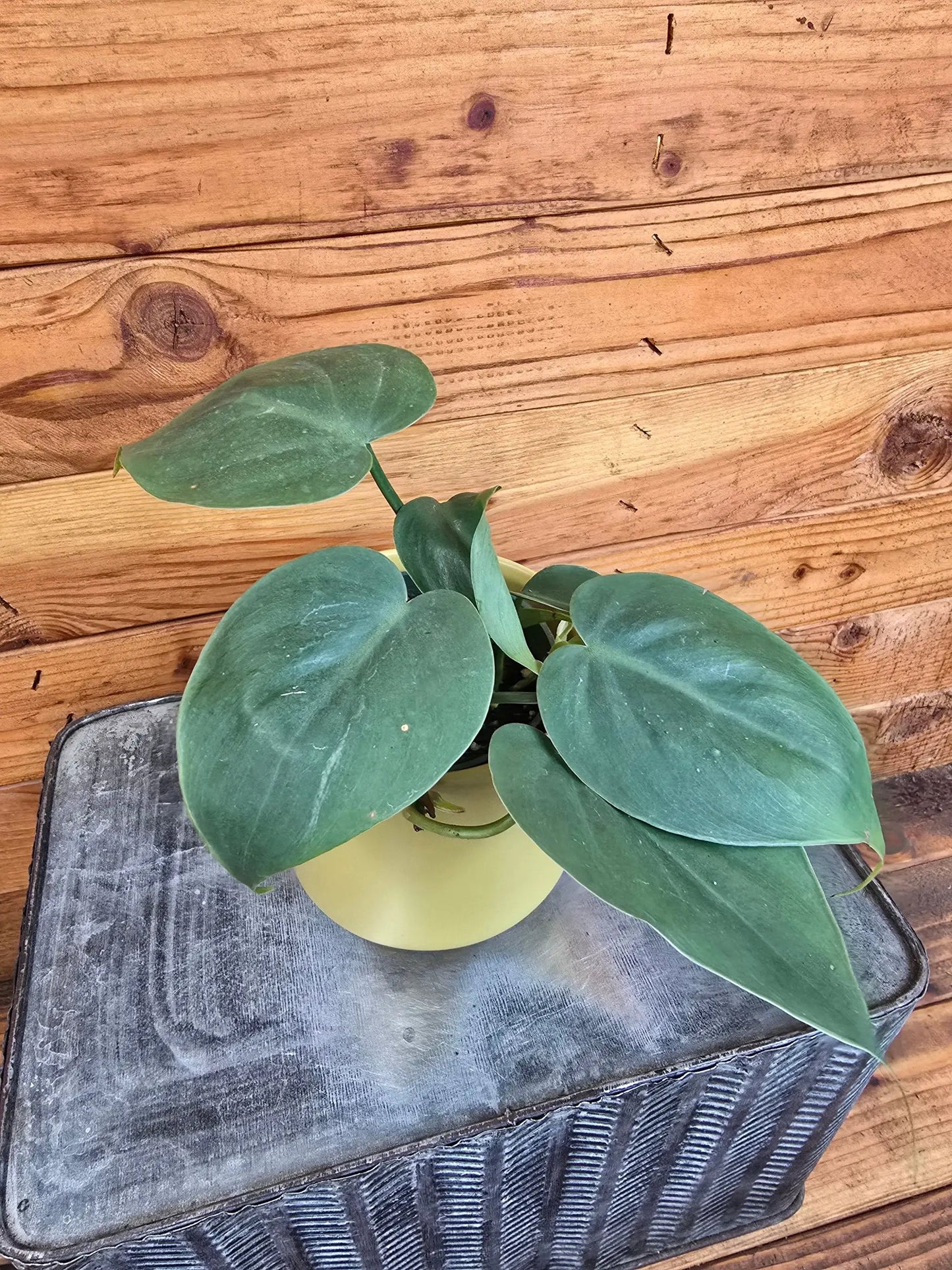 Philodendron cordatum trailing plant with large rounded green leaves in a 4-inch pot on Tampa Home & Garden Store