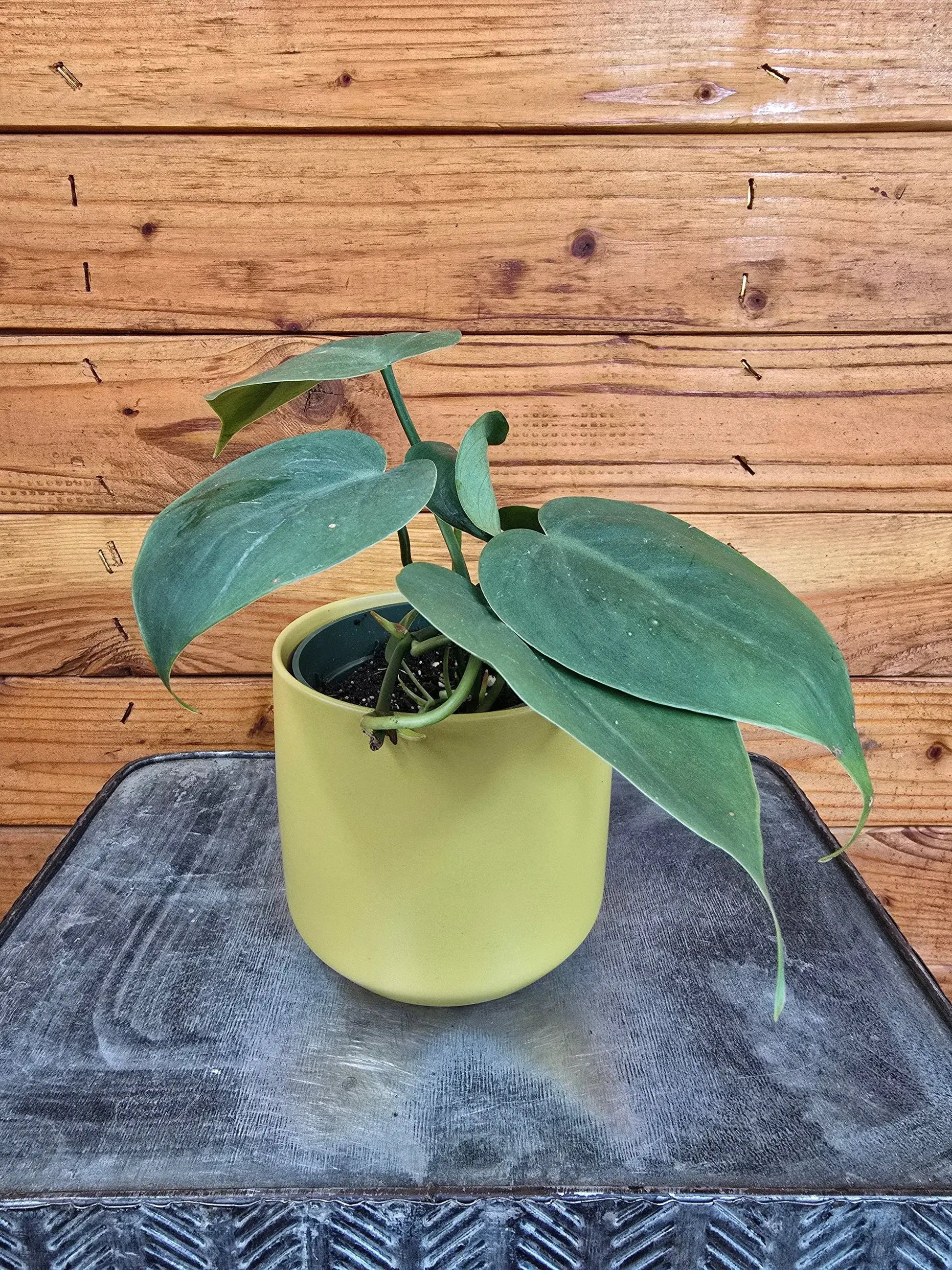 Philodendron Cordatum 4 inch trailing plant with glossy green leaves in a lime pot The Plant Farm® on Tampa Home & Garden Store