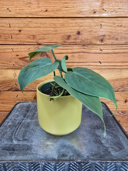 Philodendron Cordatum 4 inch trailing plant with glossy green leaves in a lime pot The Plant Farm® on Tampa Home & Garden Store