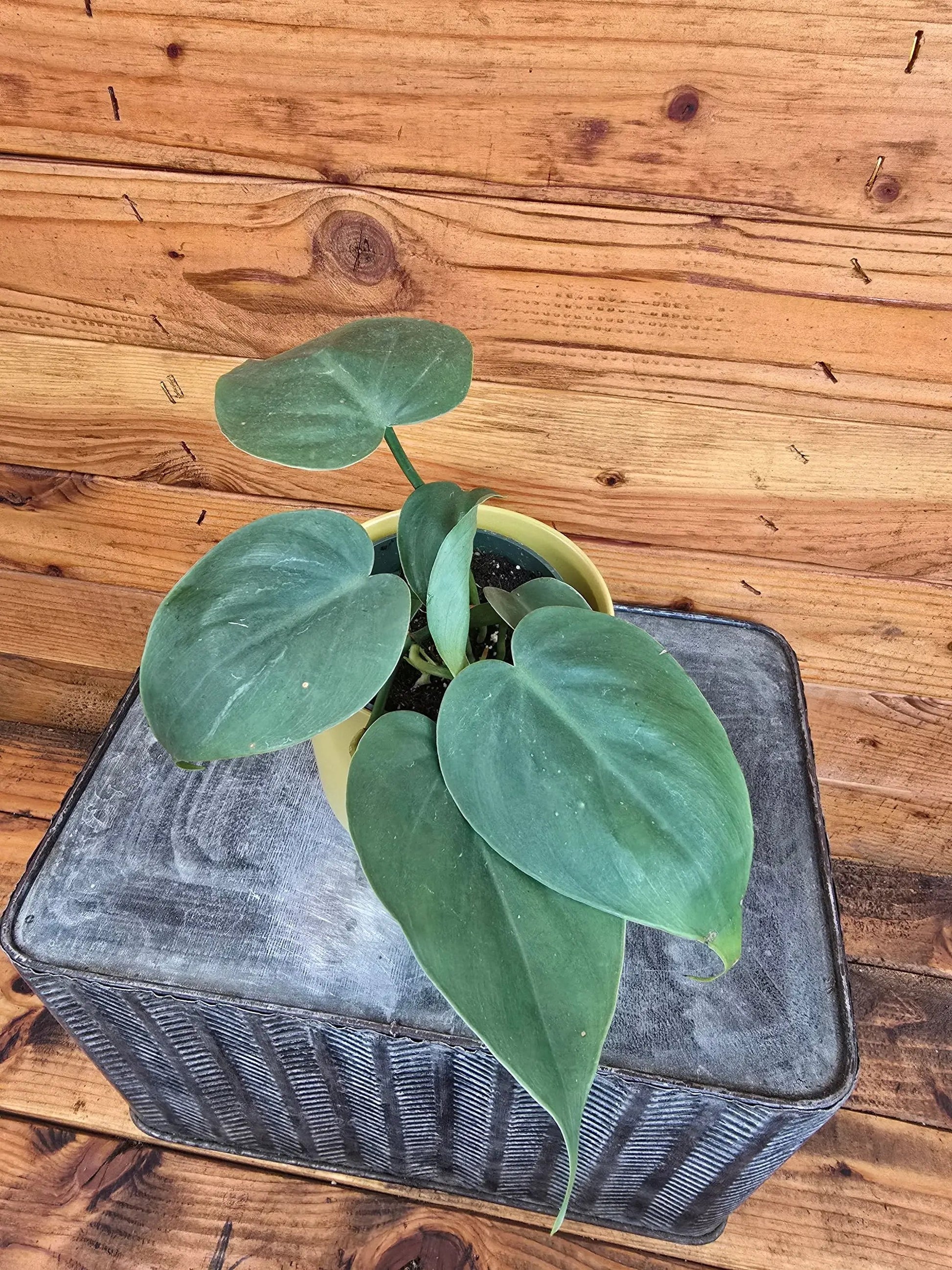 Philodendron Cordatum 4 in trailing houseplant with rounded green leaves in yellow pot on Tampa Home & Garden Store