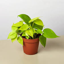 Philodendron Cordatum - Tampa Home & Garden Store