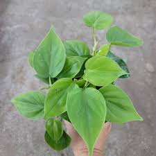 Philodendron Cordatum - Tampa Home & Garden Store