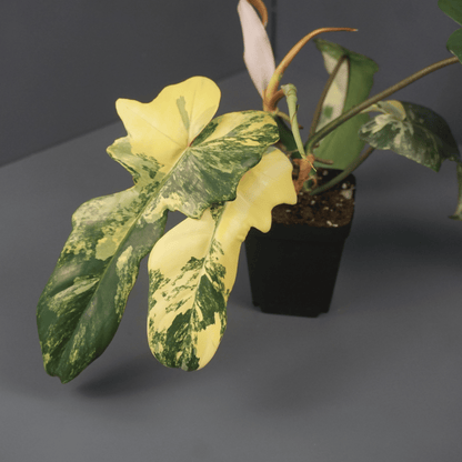Philodendron Florida Beauty x Mayoi - Tampa Home & Garden Store