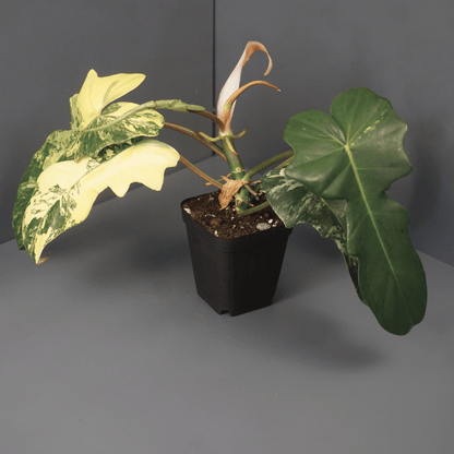 Philodendron Florida Beauty x Mayoi - Tampa Home & Garden Store