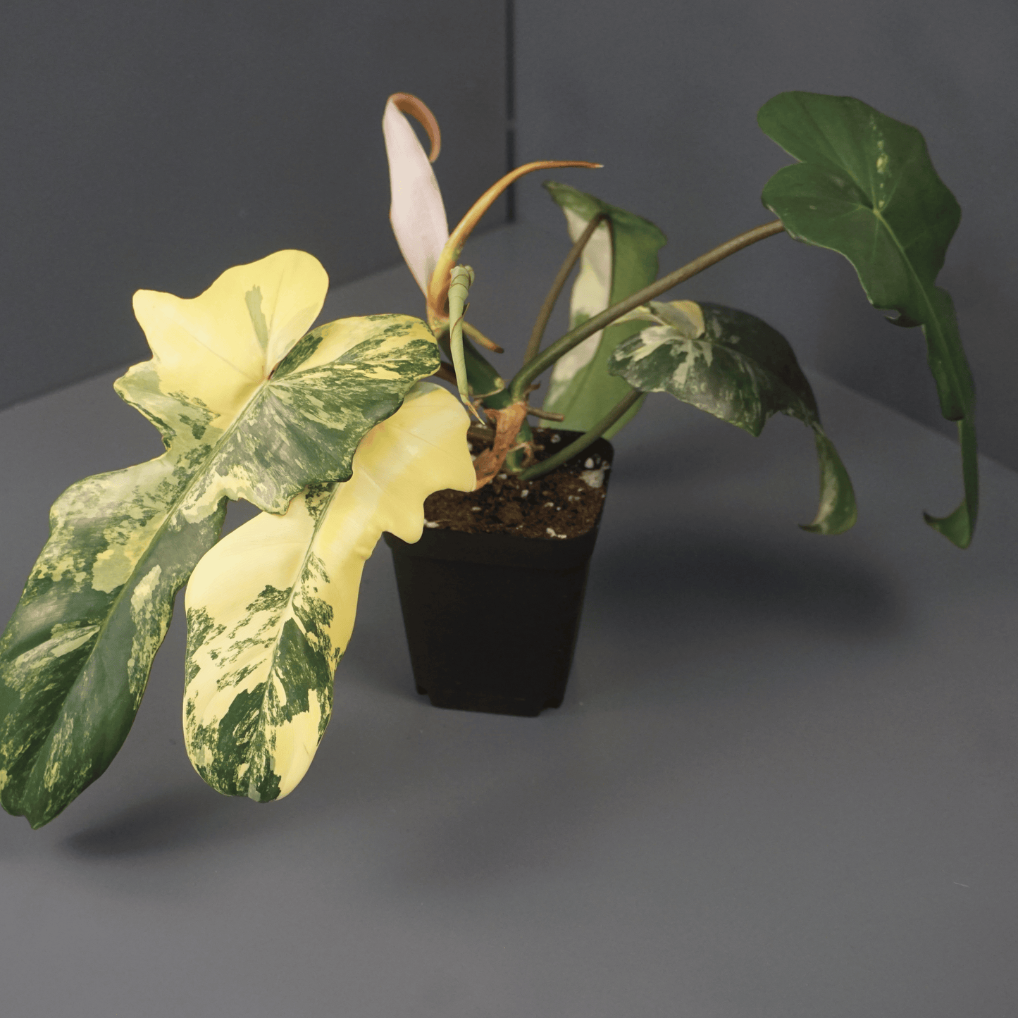 Philodendron Florida Beauty x Mayoi - Tampa Home & Garden Store