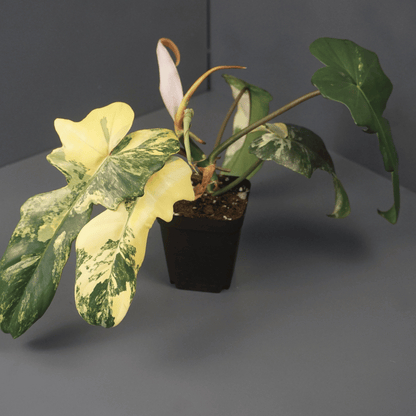 Philodendron Florida Beauty x Mayoi - Tampa Home & Garden Store