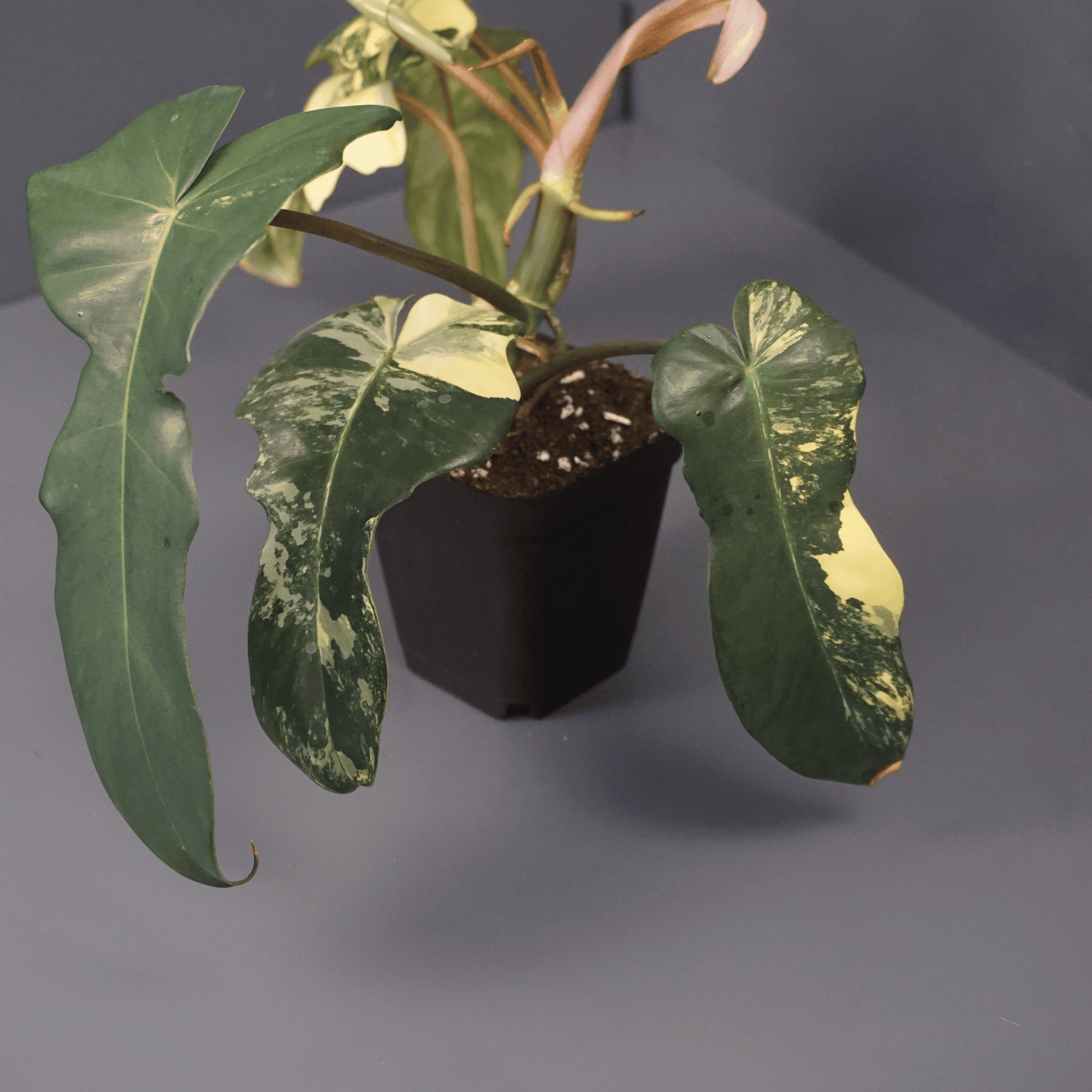 Philodendron Florida Beauty x Mayoi - Tampa Home & Garden Store