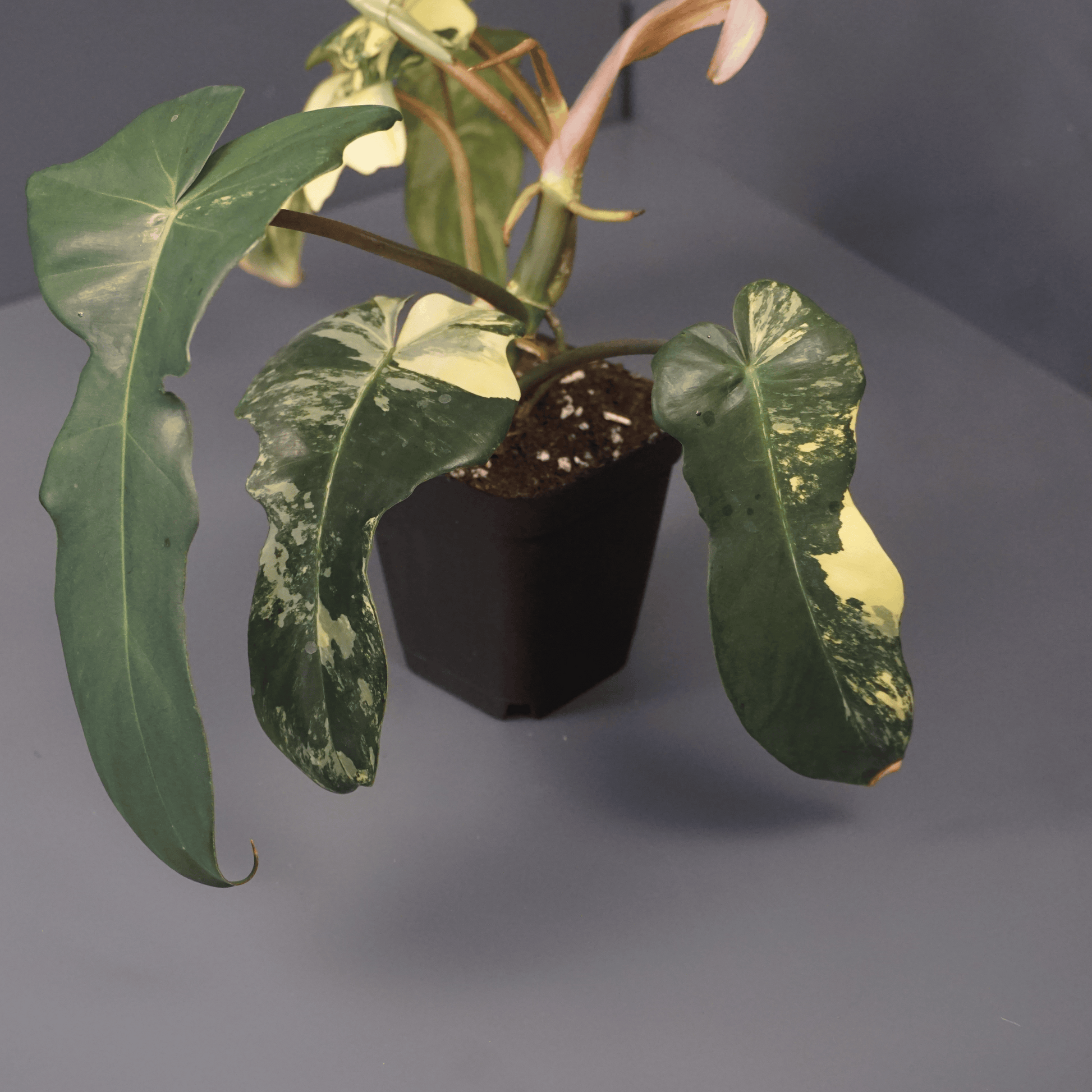 Philodendron Florida Beauty x Mayoi - Tampa Home & Garden Store
