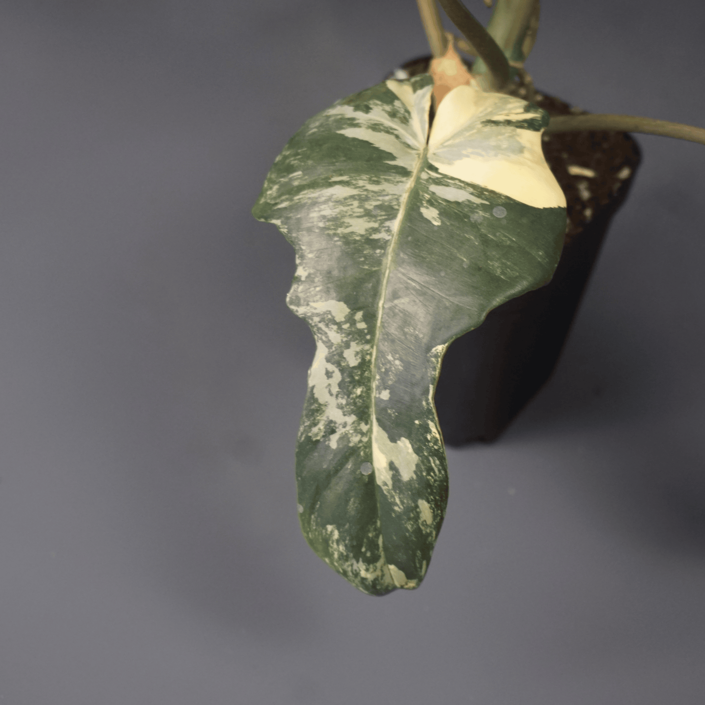Philodendron Florida Beauty x Mayoi - Tampa Home & Garden Store