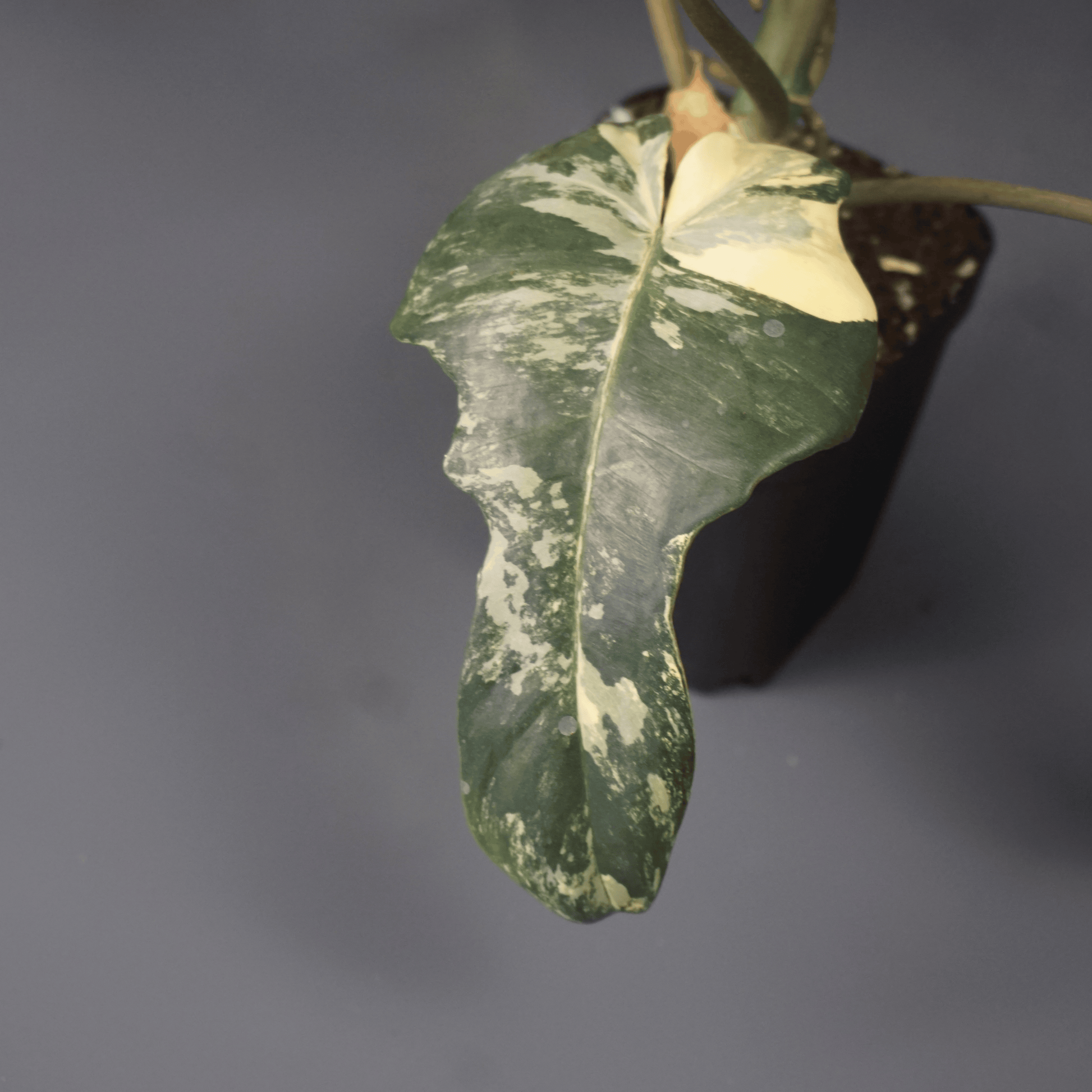 Philodendron Florida Beauty x Mayoi - Tampa Home & Garden Store