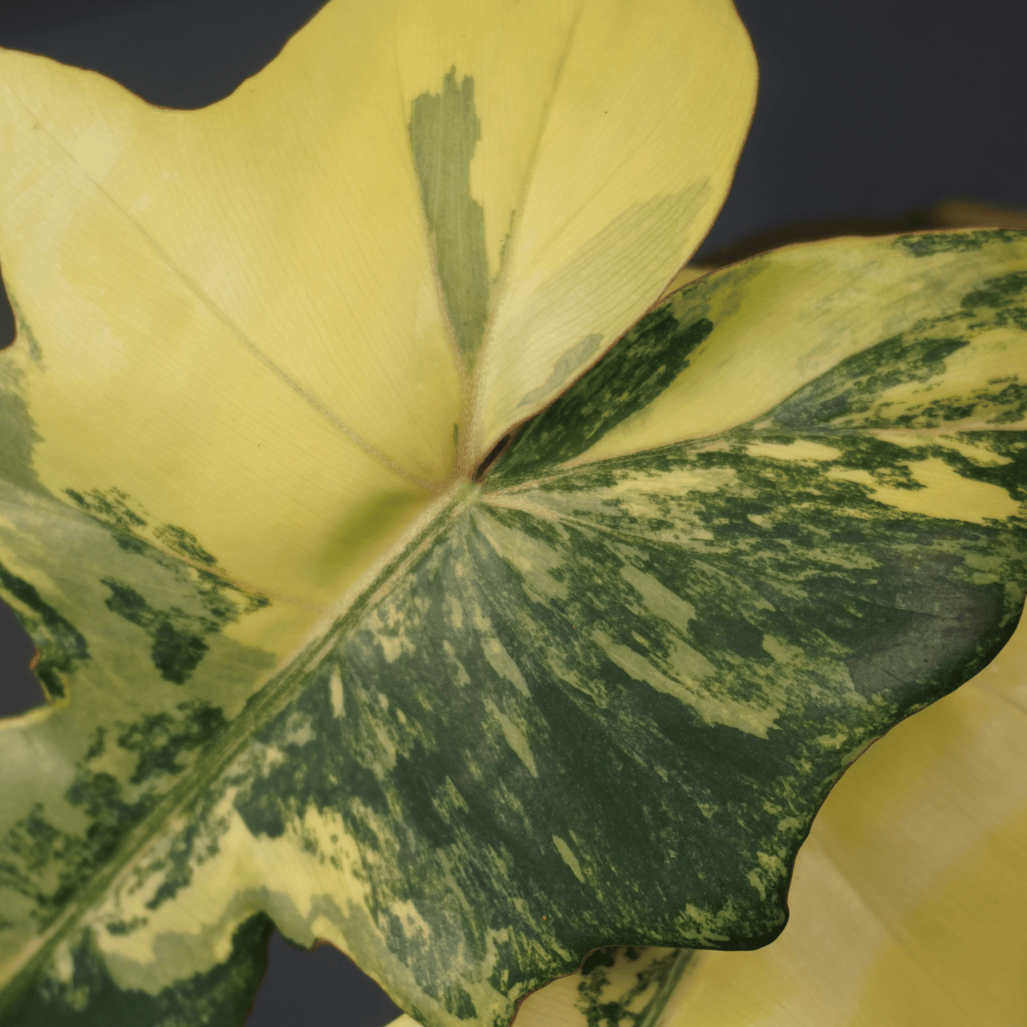 Philodendron Florida Beauty x Mayoi - Tampa Home & Garden Store