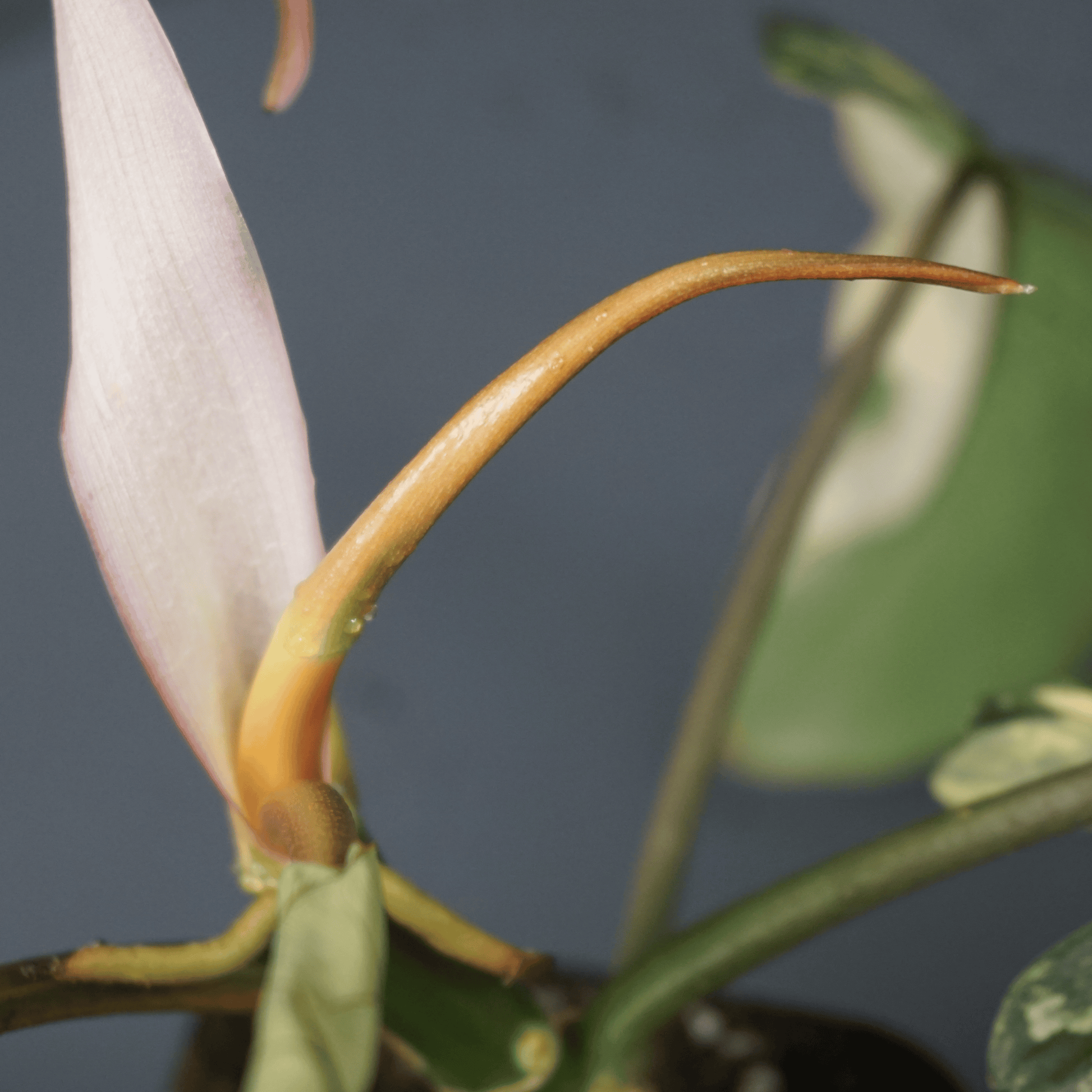 Philodendron Florida Beauty x Mayoi - Tampa Home & Garden Store