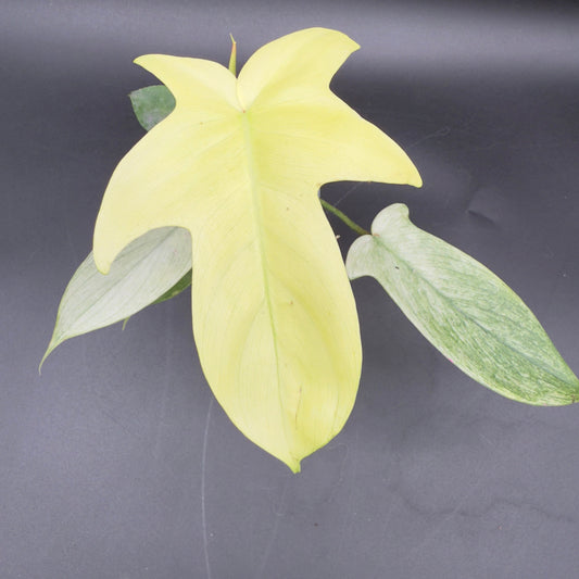 Philodendron Florida Ghost - Tampa Home & Garden Store