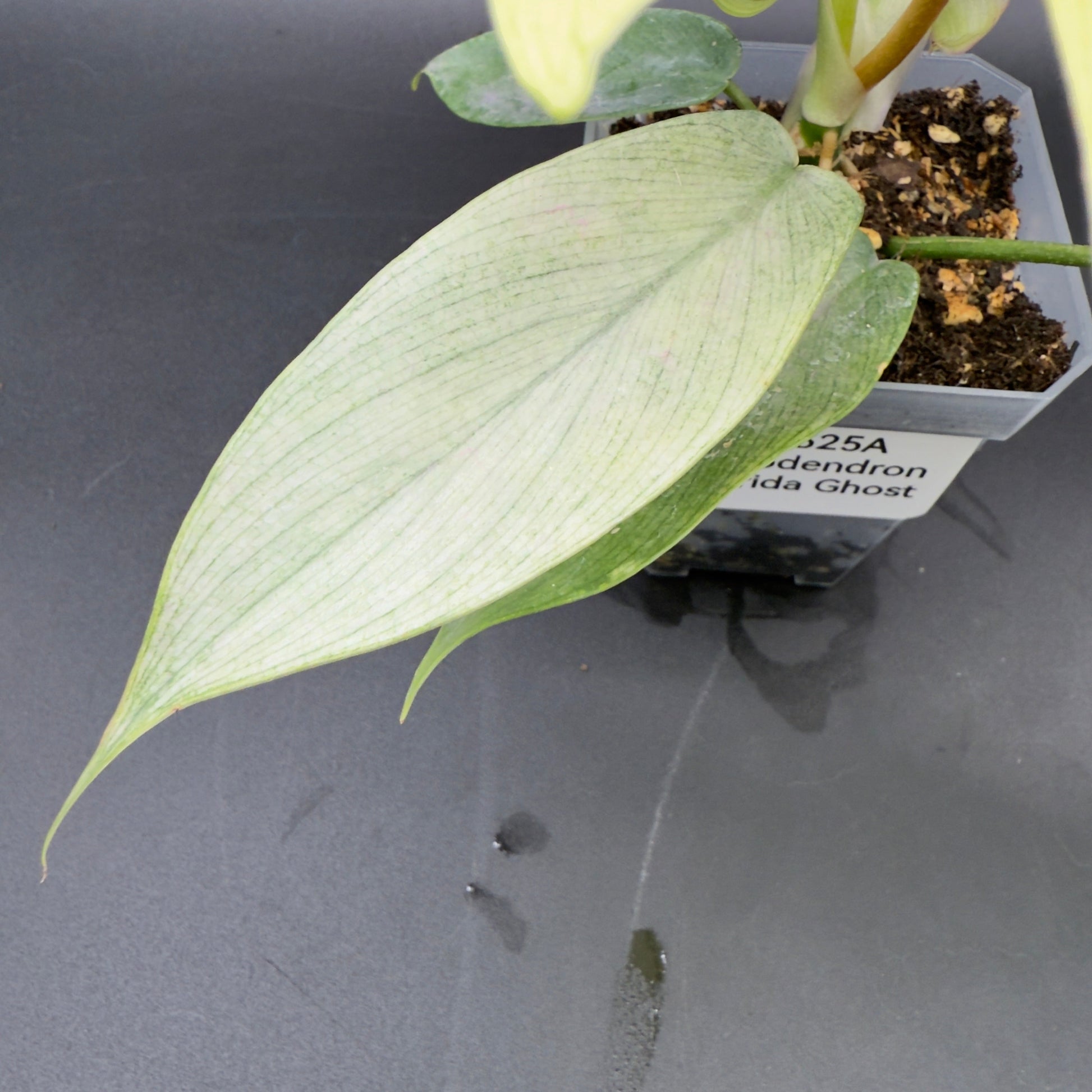 Philodendron Florida Ghost - Tampa Home & Garden Store