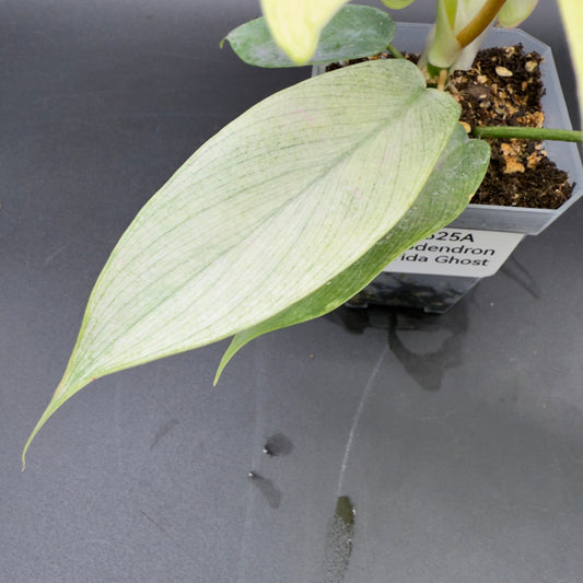 Philodendron Florida Ghost - Tampa Home & Garden Store