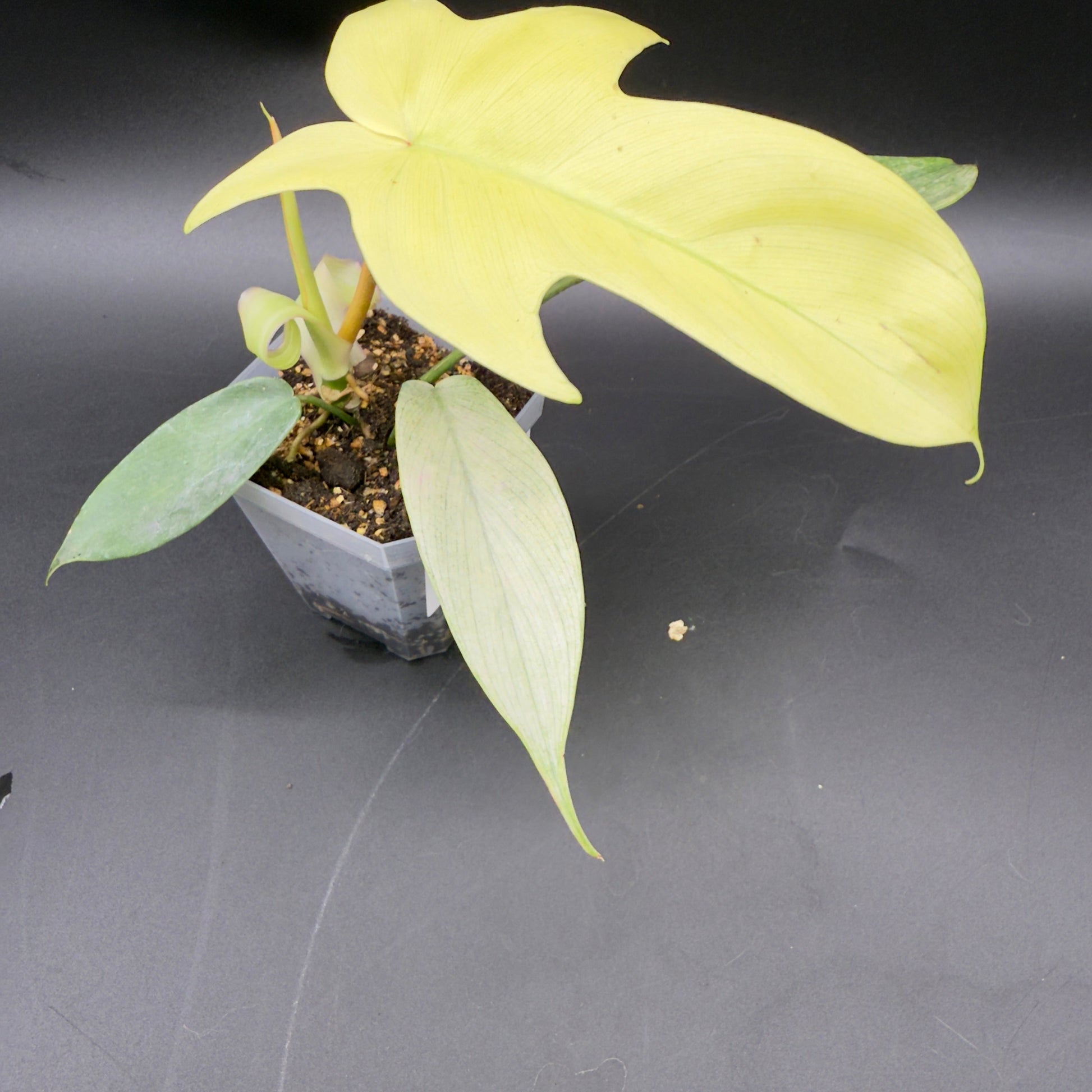 Philodendron Florida Ghost - Tampa Home & Garden Store