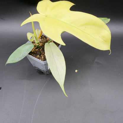 Philodendron Florida Ghost - Tampa Home & Garden Store