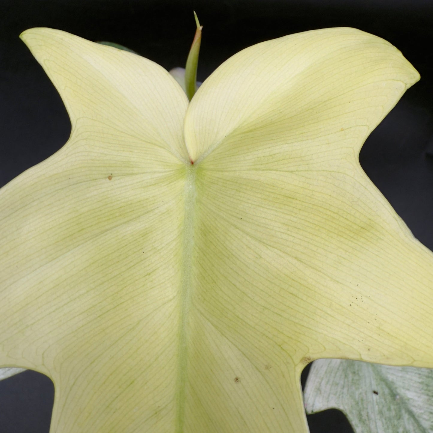 Philodendron Florida Ghost - Tampa Home & Garden Store