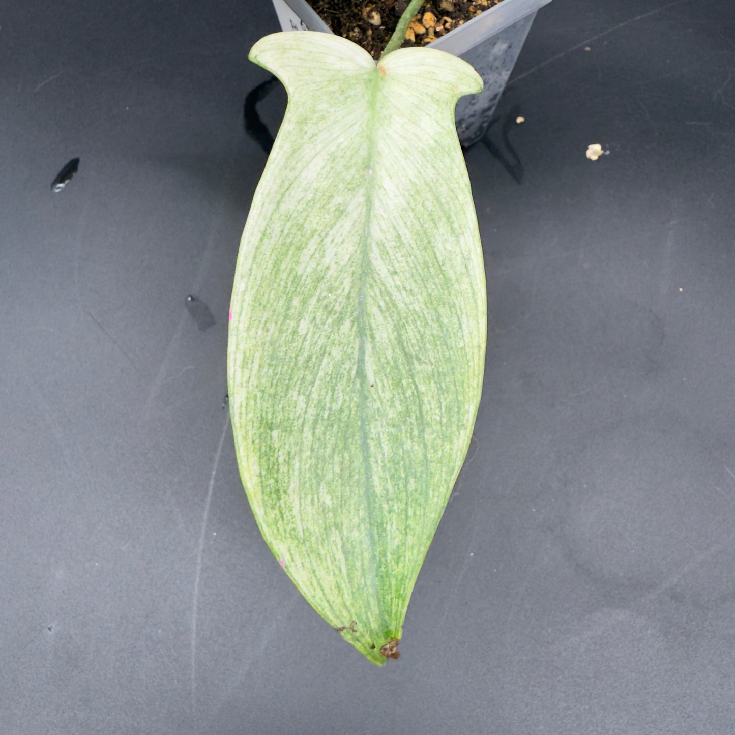 Philodendron Florida Ghost - Tampa Home & Garden Store