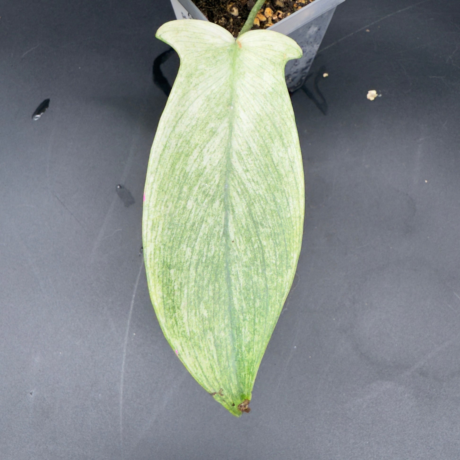 Philodendron Florida Ghost - Tampa Home & Garden Store