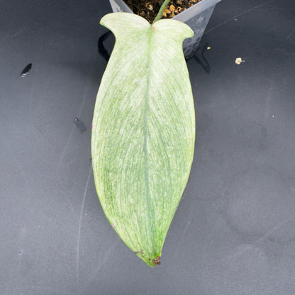 Philodendron Florida Ghost - Tampa Home & Garden Store