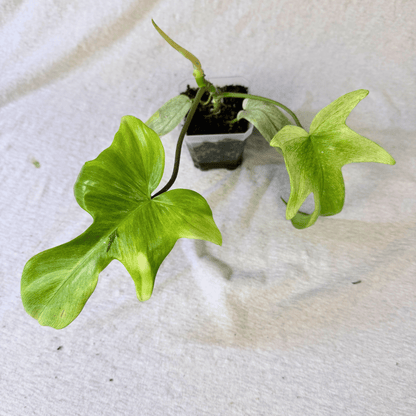 Philodendron Florida Ghost - Tampa Home & Garden Store