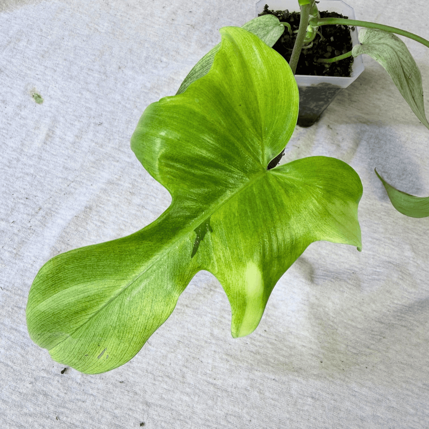 Philodendron Florida Ghost - Tampa Home & Garden Store