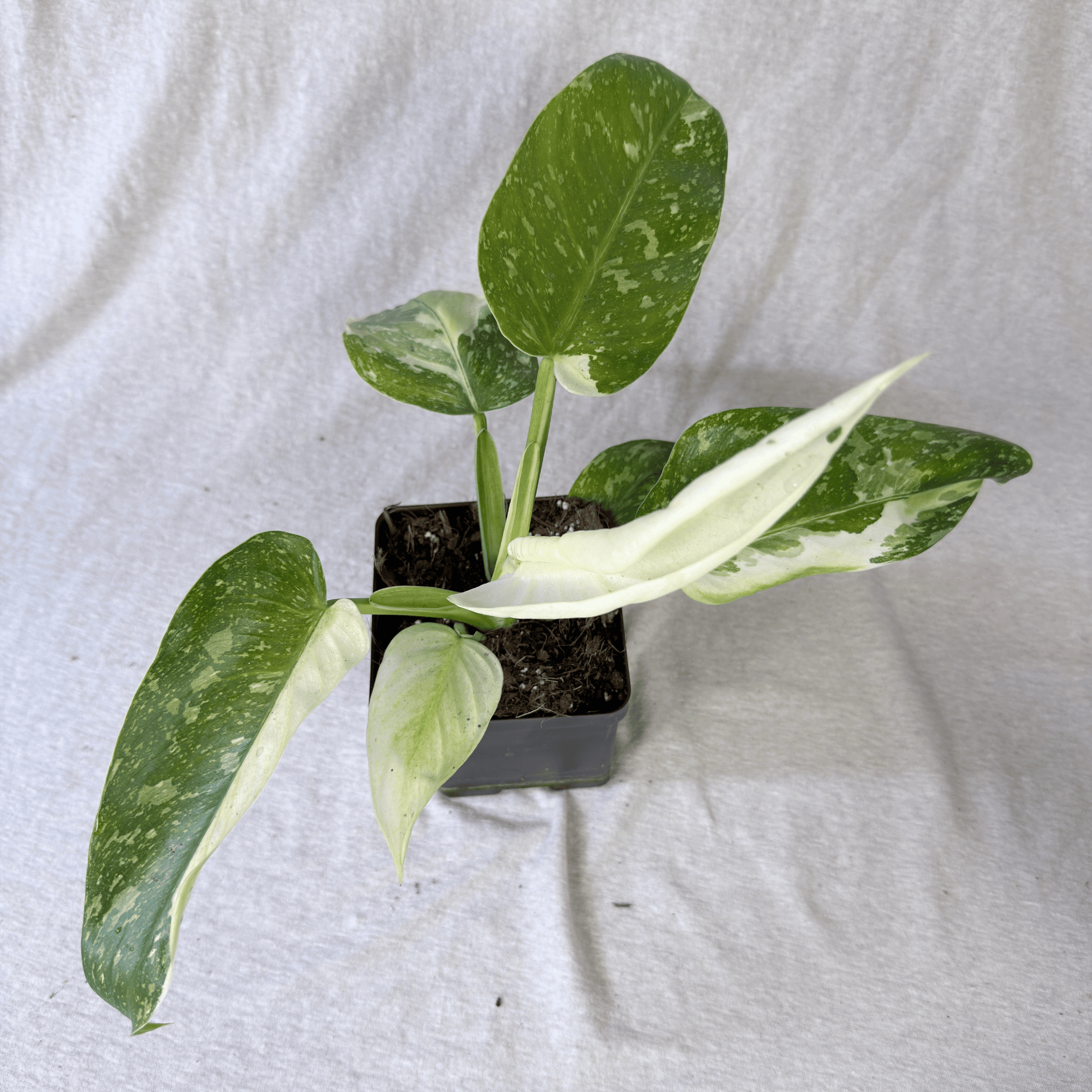 Philodendron Florida Ghost - Tampa Home & Garden Store
