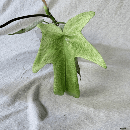 Philodendron Florida Ghost - Tampa Home & Garden Store