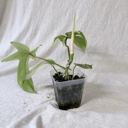 Philodendron Florida Ghost - Tampa Home & Garden Store