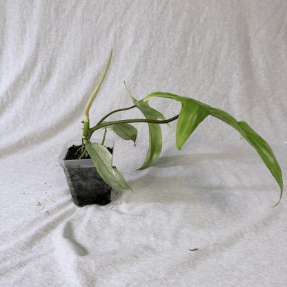 Philodendron Florida Ghost - Tampa Home & Garden Store
