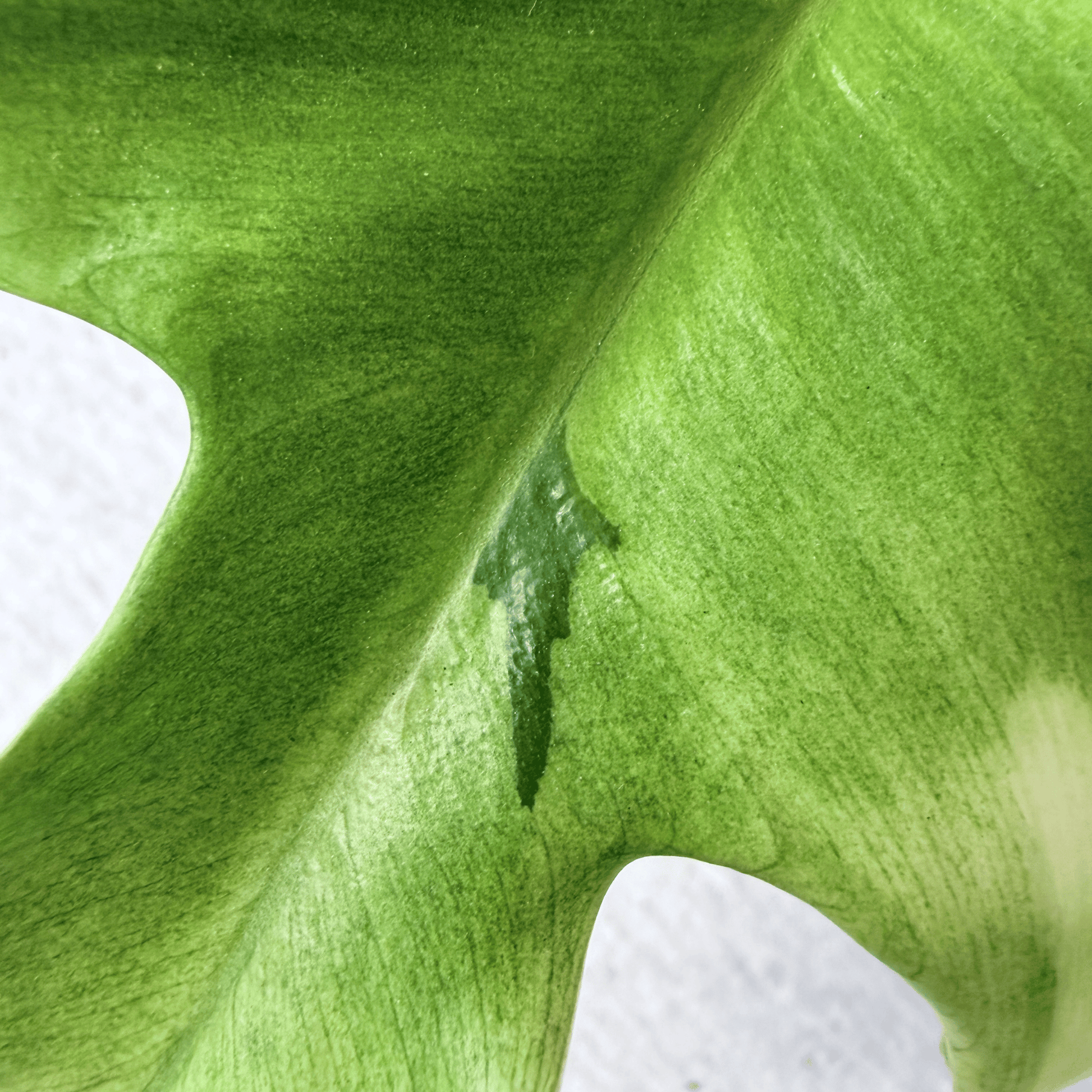 Philodendron Florida Ghost - Tampa Home & Garden Store