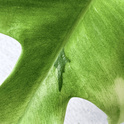 Philodendron Florida Ghost - Tampa Home & Garden Store