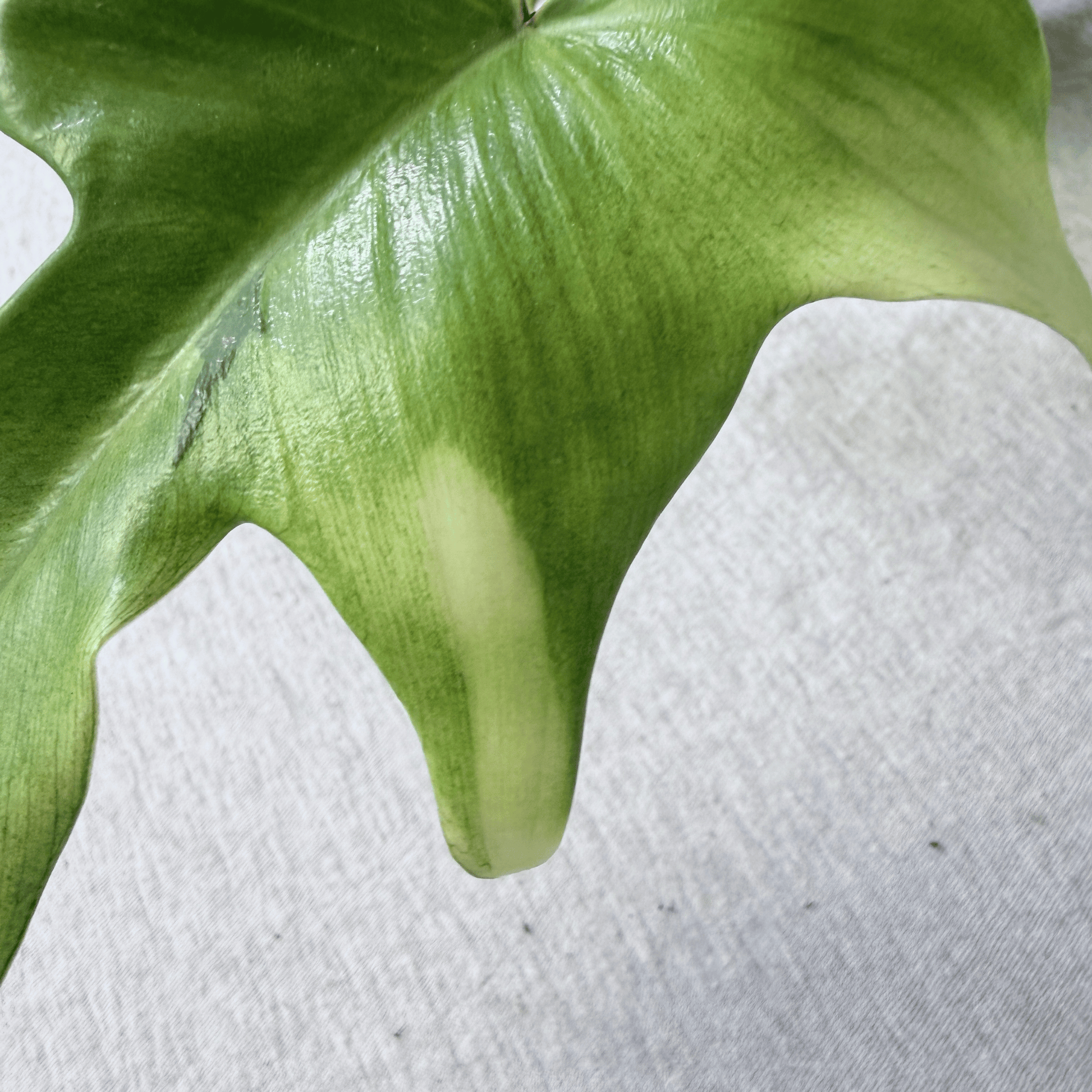 Philodendron Florida Ghost - Tampa Home & Garden Store