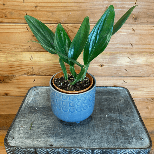 Philodendron Guttiferum, 4" Plant - Tampa Home & Garden Store