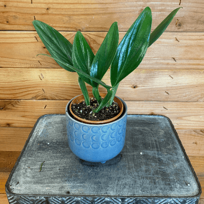 Philodendron Guttiferum, 4" Plant - Tampa Home & Garden Store